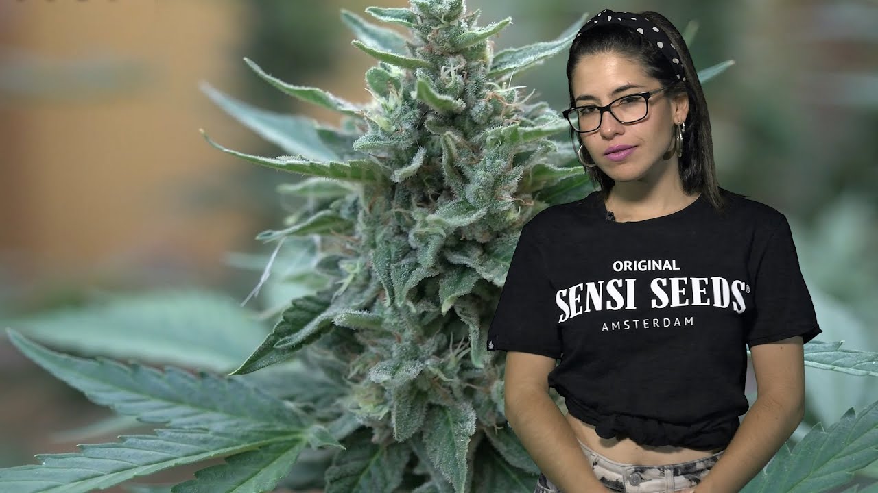 Riesgos del CANNABIS: La TOLERANCIA y el AMARILLO o BLANCAZO. Marihuana Now 125