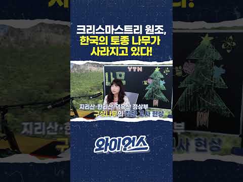 <strong>크리스마스트리</strong> 원조, 한국의 토종 나무가 사라지고 있다! #shorts