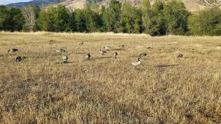 Motion goose decoys