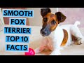 Smooth Fox Terrier - TOP 10 Interesting Facts の動画、YouTube動画。