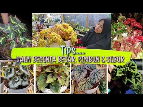 Video: Bagaimana Cara Menyediakan Begonia Kebun Untuk Musim Sejuk?