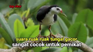 Download Lagu SUARA RUAK RUAK GACOR || YANG BANYAK DI MINATI PEMIKAT MP3 Download Lagu SUARA RUAK RUAK GACOR || YANG BANYAK DI MINATI PEMIKAT MP3