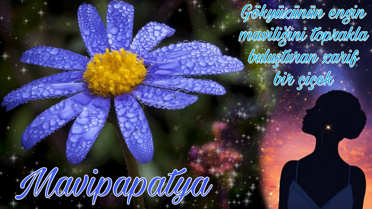 Mavipapatya - Felicia amelloides