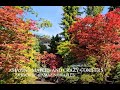 BEAUTIFUL BIG SUMMER COLOR JAPANESE MAPLES - AMAZING MAPLES