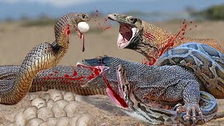 Greedy Python Steal Komodo Eggs And Brutal Attacks #Python #Komodo #Animals #Wildanimals