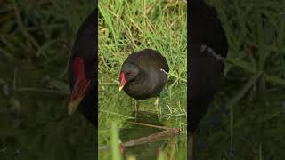Suara Burung PELAN   Mandar Batu Gallinula chloropus #shorts #birds #birdcall #birdsong #birdsound