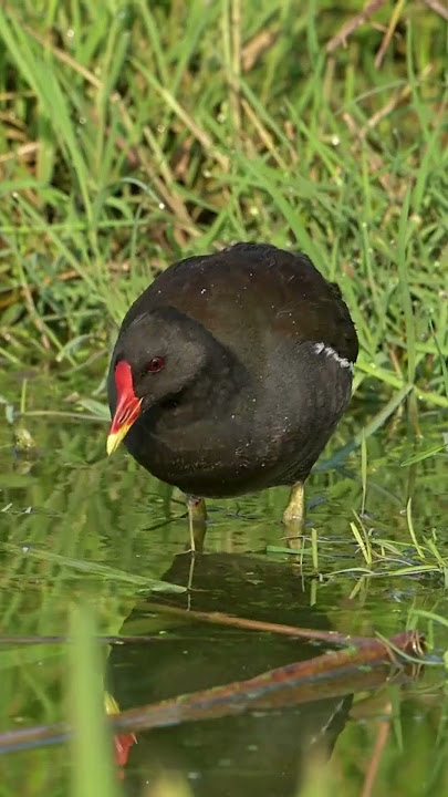 Suara Burung PELAN   Mandar Batu Gallinula chloropus #shorts #birds #birdcall #birdsong #birdsound
