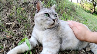 【アザラシ猫】獲物を取り逃がした猫「トカゲはどこに逃げたニャ？」
