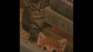 Simge - Bip Bip Speed Up