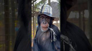 Limbani The Chimpanzee Wishing You A #Happynewyear #Limbani #Chimpanzee