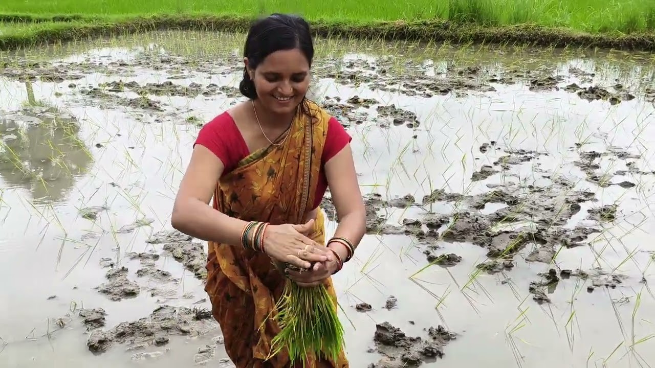 Dhan ki ropni karte huye//reels #shorts