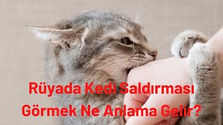 Ruyada Kedi Saldirmasi Gormek Ne Anlama Gelir Youtube