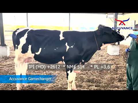 Boost Your Dairy Farm Production with Gamechanger Genomic Bull 🐄 | High-Yield Genetics Explained! - video from Accuvance India