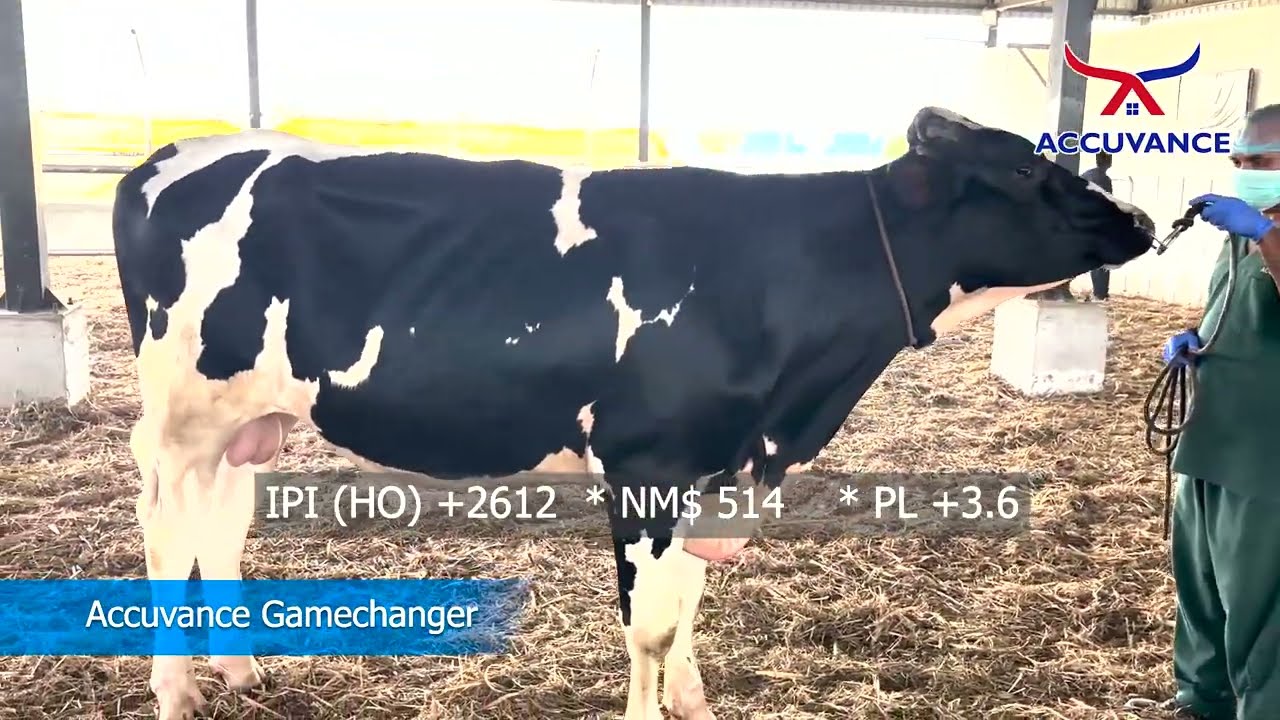 Boost Your Dairy Farm Production with Gamechanger Genomic Bull 🐄 | High-Yield Genetics Explained!
