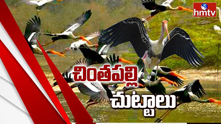 Special Story On Siberian Birds in  Chintapalli Vi...