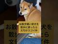 衝撃のラストw #柴犬 #柴犬のいる暮らし #shibainu #拒否柴