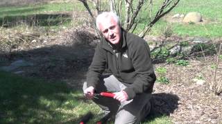 Pruning Lilacs