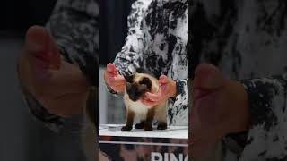 Wait Until You See This Tiny Cats Attitude  cat catshow