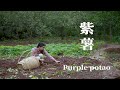 紫薯包子&紫薯餅Purple sweet potato dumplings & Purple sweet potato cake, in hot and sweet soup ▎Lizhangliu