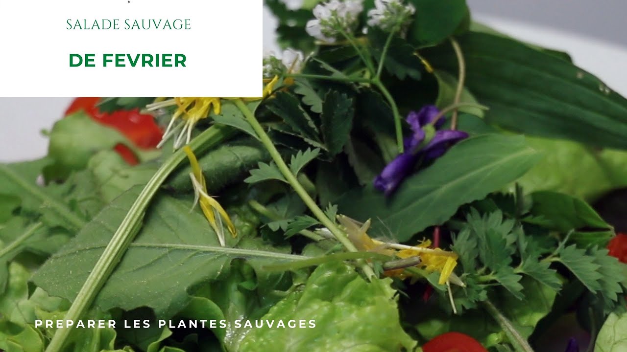 Quelle salade sauvage en février, les plantes stars au jardin