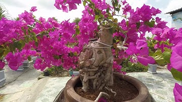 Vườn cây của Cha | Tết Canh Tý 2020 | Đất Mũi Cà Mau - Bên Dòng sông Trẹm