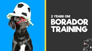 Borador Puppy Training (2 Years on)