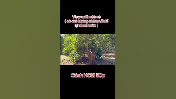 💥BÁN VƯỜN TRÁI CÂY LONG KHÁNH dt 5 sào giá 1ti160/sào #nhàvườnngôtuyết