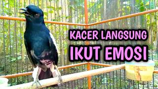 KACER LANGSUNG IKUT EMOSI AUTO ON DENGAR INI !! PANCINGAN KACER GACOR PASTI NYAUT AMPUH.