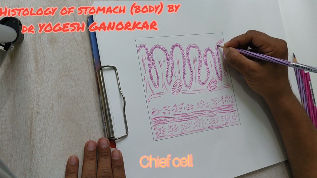 HOW TO DRAW HISTOLOGICAL DIAGRAM OF STOMACH(BODY) BY DR YOGESH GANORKAR