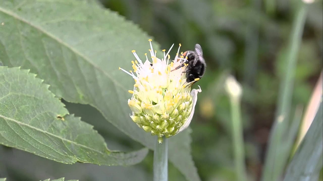 Nikon D3100 18-55VR Kit. Видеосъемка. Video test - HD 1080p.