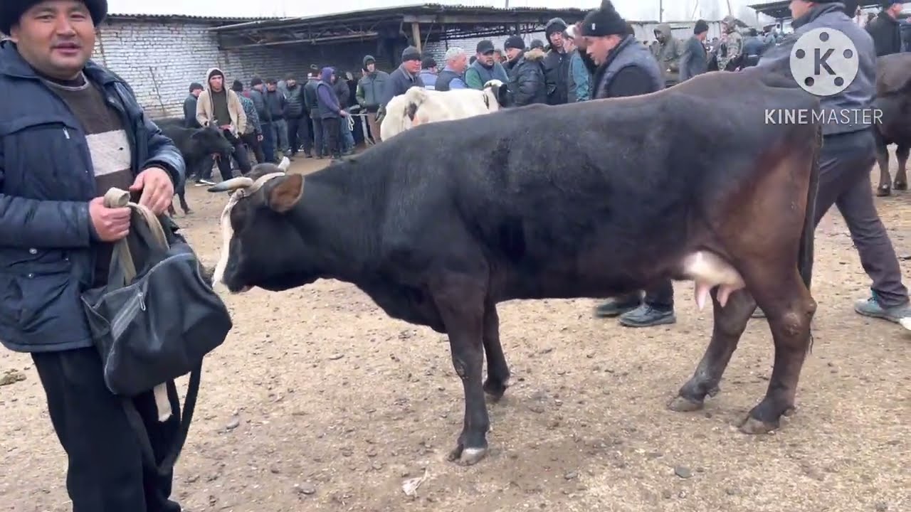 Asaka chorva mol bozori narxlari ona bola bogoz sigirlar февраля 2026 г.