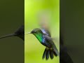 Hummingbird Adaptations | NATURE Shorts | PBS