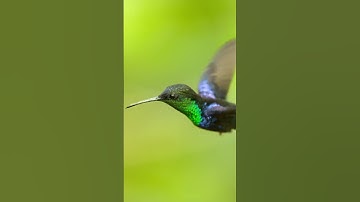 Hummingbirds are the only birds able to fly backward. #bird #hummingbird #naturepbs #animals