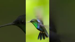 Hummingbird Adaptations | NATURE Shorts | PBS