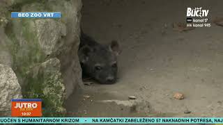 DAJTE NAM VAŠ PREDLOG! Bira se ime za novog člana Beo Zoo vrta!