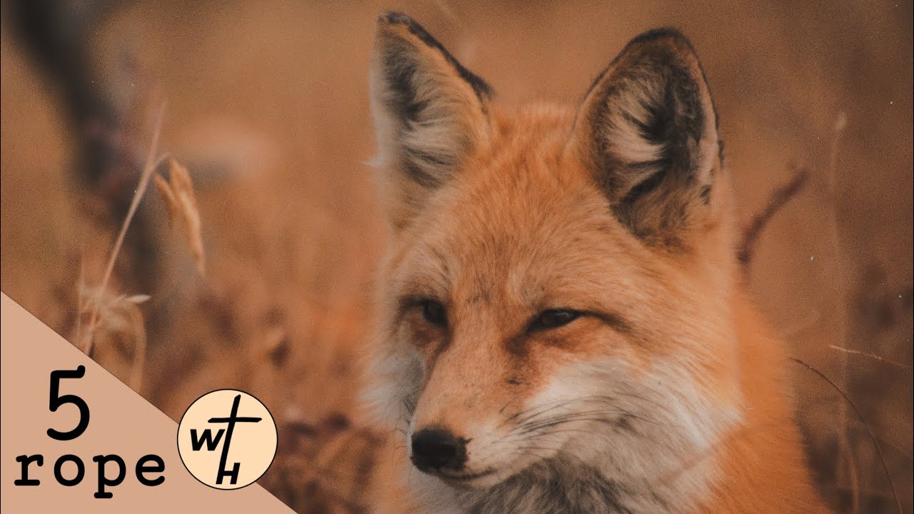 Աղվես / Aghves / Գոռ Մեխակյան - YouTube