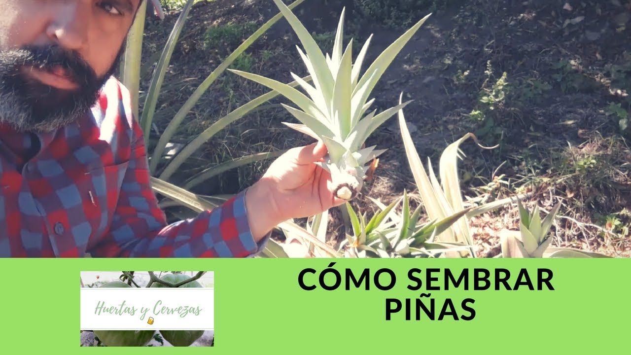 Cómo Sembrar Piña || sembrar piña en casa sin semilla || Huertas y ...