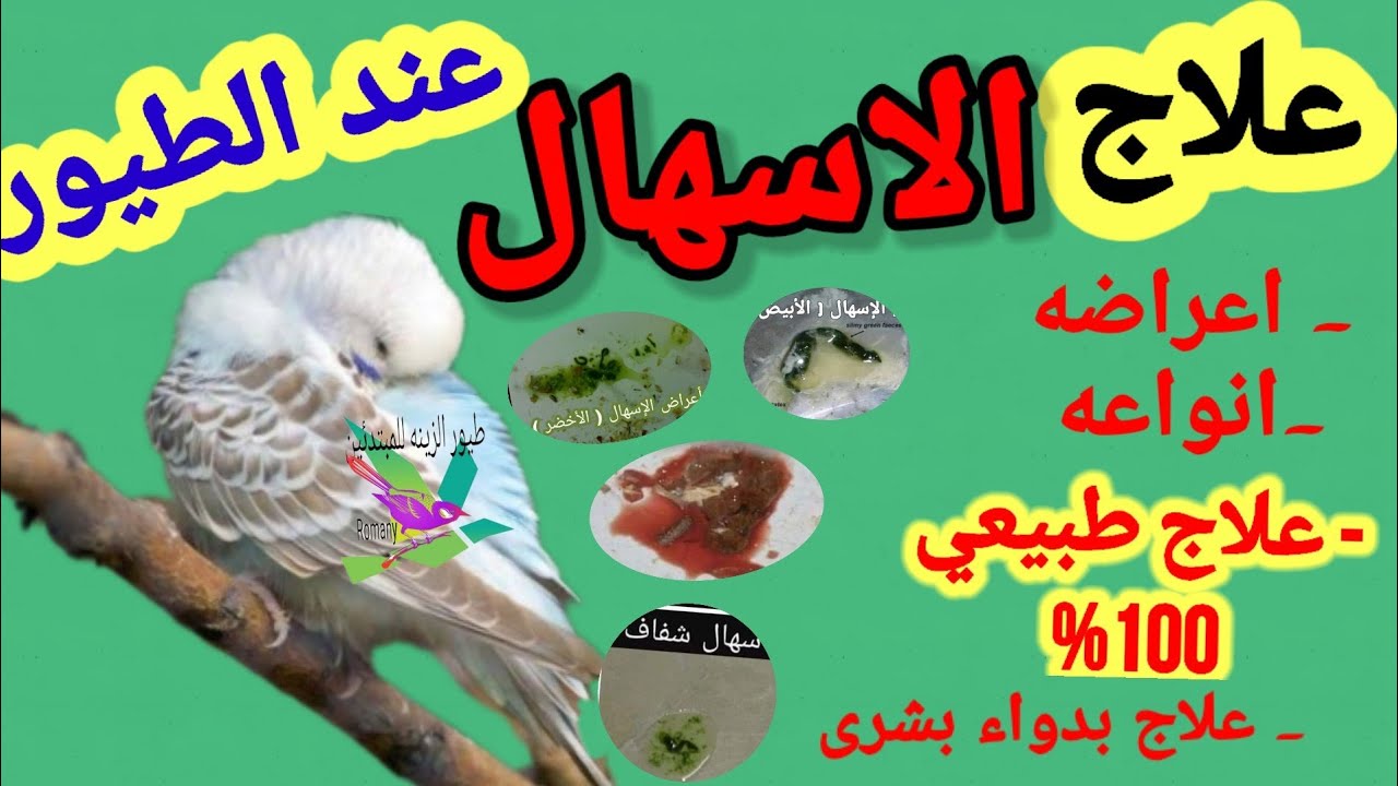 علاج الاسهال عند الطيور طبيعى ١٠٠%