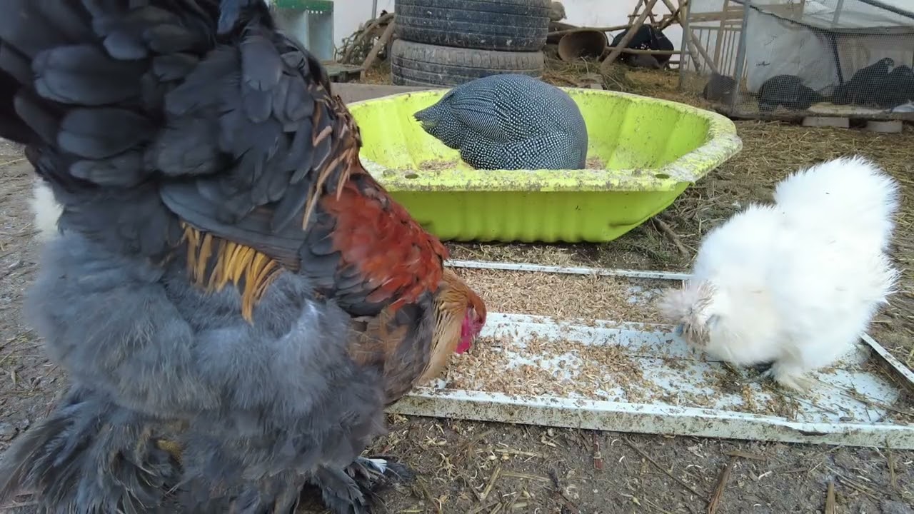 3 Hours Chickens Eating Sounds – Backyard Chicken Feeding, Hen Sounds, Farm Ambience, No Music, ASMR