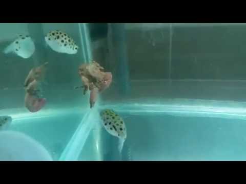Puffer fish versus red crab