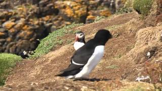 Puffin Film