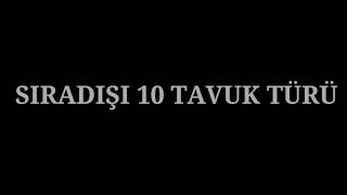 SIRADIŞI 10 TAVUK TÜRÜ !!!