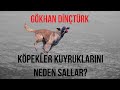 Köpekler Neden Kuyruk Sallar?