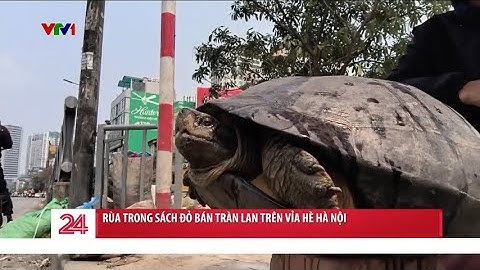 Vì sao rùa trong sách đỏ được bán tràn lan trên vỉa hè Hà Nội? | VTV24