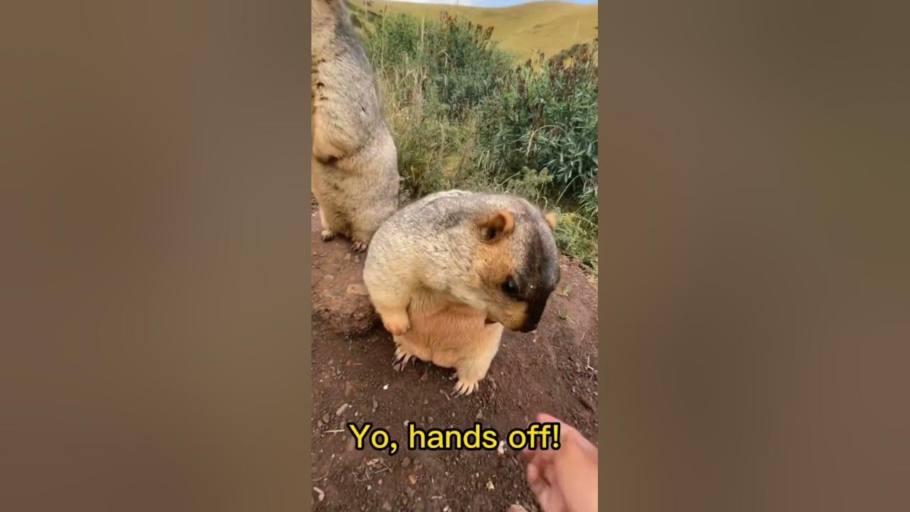 😹Hands OFF Groundhogs😱 Can’t Touch This‼️ #shorts #groundhogs - YouTube