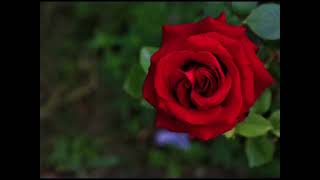 Özledim Resulü Gönül Yanıyoren Güzel Sesli Ilahi Ilahiler Dinle