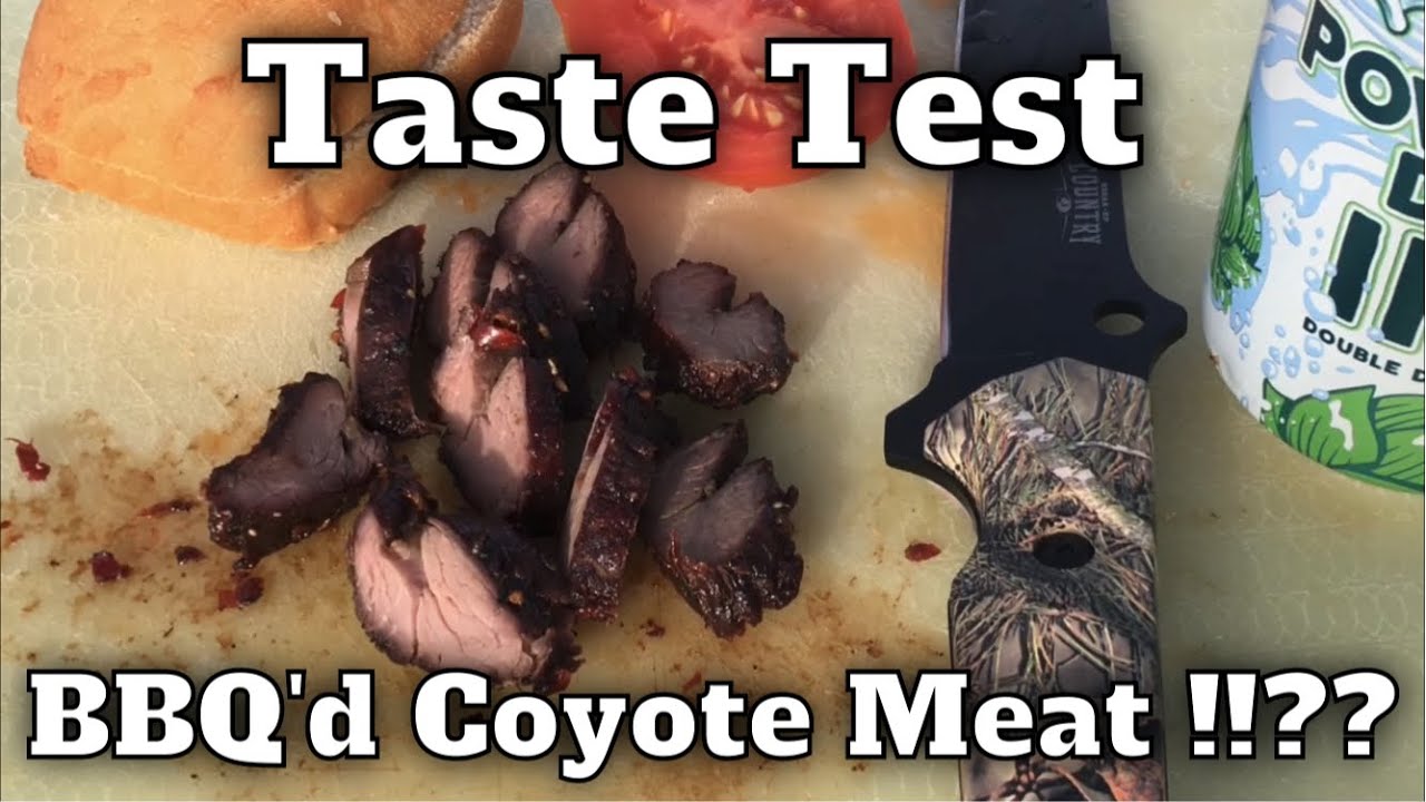 Coyote Cook & Eat Taste Test Would You Do It!? YouTube