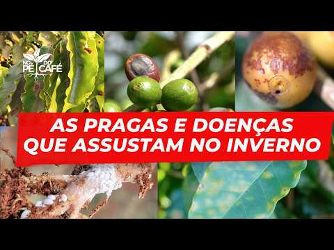 As PRAGAS e DOENÇAS que AMOLAM no INVERNO e TIRAM a PRODUTIVIDADE do ANO que VEM
