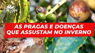 As PRAGAS e DOENÇAS que AMOLAM no INVERNO e TIRAM a PRODUTIVIDADE do ANO que VEM