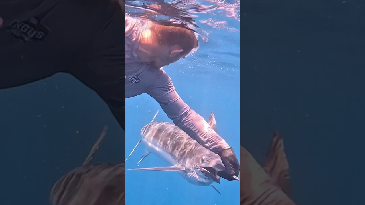 Black Marlin and Blue Marlin Game Fishing 